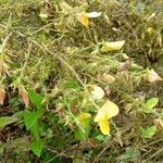 Ononis viscosa 花