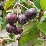 Aronia melanocarpa Fruto