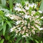 Echium giganteum Kukka