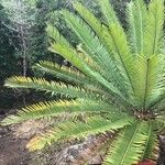 Encephalartos aemulans