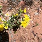 Lithospermum incisum Blüte