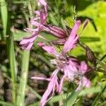 Silene flos-cuculi Flower