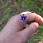 Sisyrinchium angustifoliumKvět