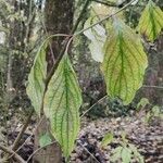 Cornus amomum Folla