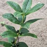 Fadogia triphylla Hoja