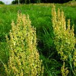 Rumex thyrsiflorus Vaisius