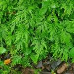 Selaginella delicatula