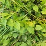 Dioscorea polystachya Hoja