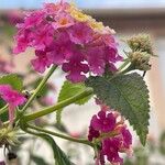 Lantana camara फूल