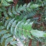 Mahonia x media Leaf