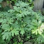 Hydrangea quercifolia Habitat