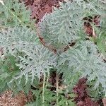 Cynara scolymus Yaprak