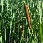 Typha angustifoliaFlower