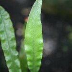 Elaphoglossum succubus 叶