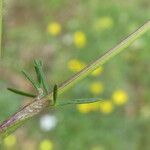 Trinia glauca Corteccia