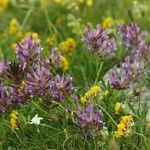 Astragalus vesicarius Flower