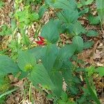 Spigelia marilandica Лист