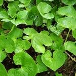 Asarum canadense Liść