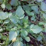 Rorippa nasturtium-aquaticum Leaf