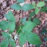 Rubus nigricans Leaf