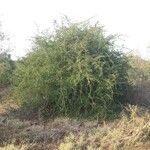 Terminalia prunioides Habit
