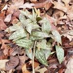 Erythronium americanum Foglia