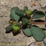 Chamaesyce serpens Плод