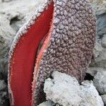 Hydnora africana Habit