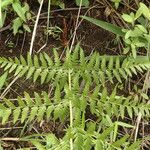 Dryopteris athamantica Leaf