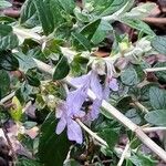 Teucrium fruticans Blüte