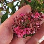 Spiraea japonicaFlower