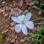 Dietes iridioidesFlower