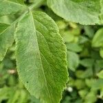 Sambucus nigra Leaf