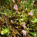 Lysimachia tenella Habitus