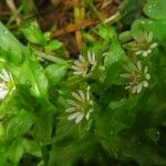 Stellaria neglecta List