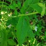 Salvia tomentosa Листок