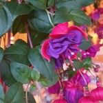 Fuchsia magellanicaÇiçek