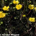 Ranunculus flabellaris Vekstform