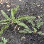 Polystichum acrostichoides ഇല