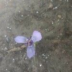 Herbertia lahue 花