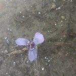 Herbertia lahue Lorea