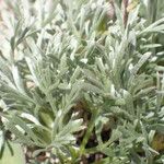 Artemisia umbelliformis Blad