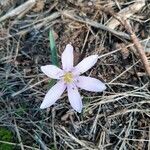 Colchicum cupanii Flower