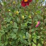 Dahlia coccinea Pokrój