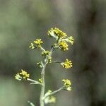 Eriogonum alatum Flower
