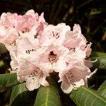 Rhododendron fulvum Floare