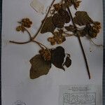 Clematis buchananiana Други