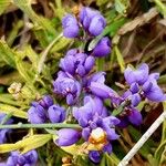 Polygala microphylla Fiore