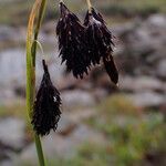 Carex atrofusca Ovoce