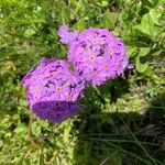 Primula farinosaFlower